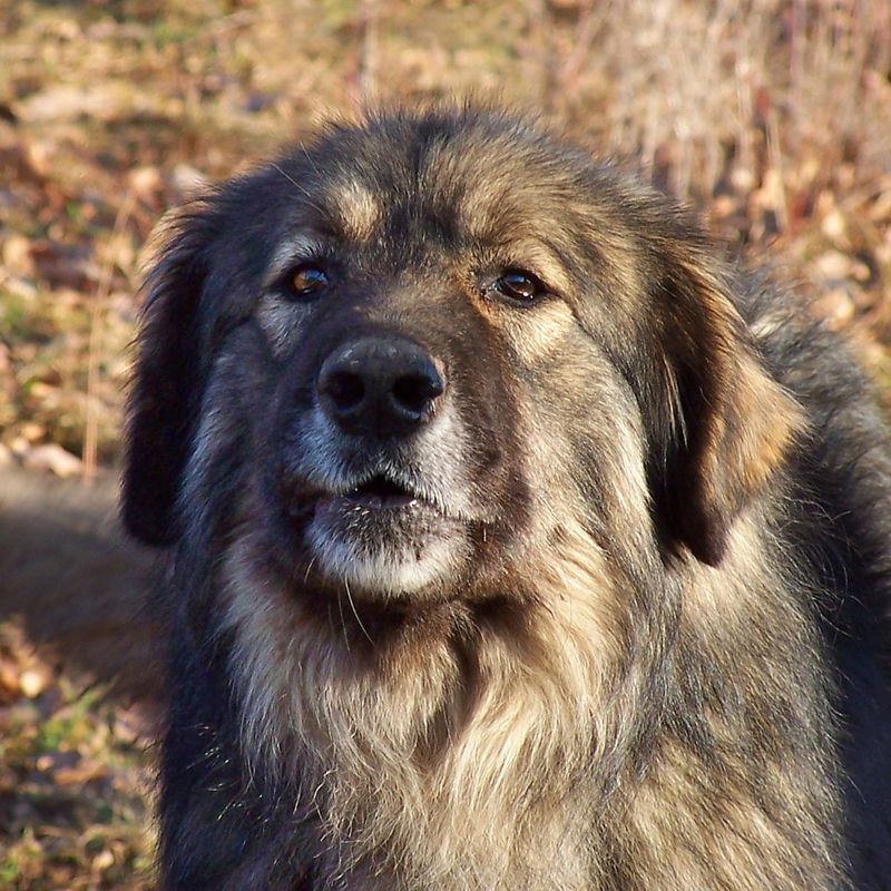 Carpathian Shepherd