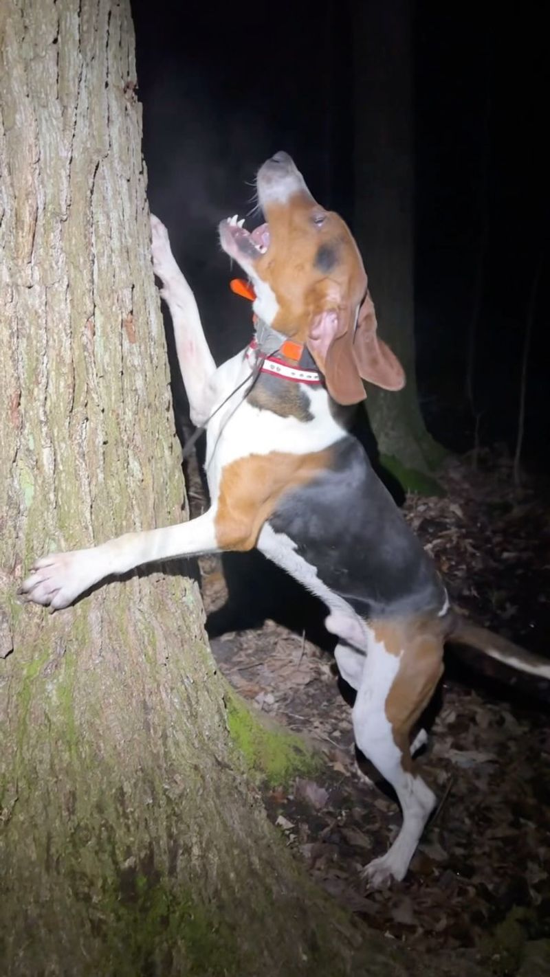 Treeing Walker Coonhound