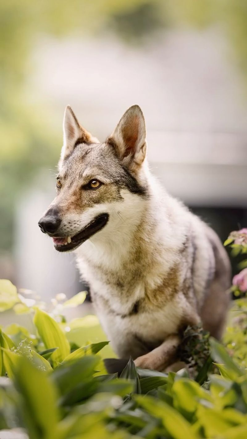 Czechoslovakian Vlcak