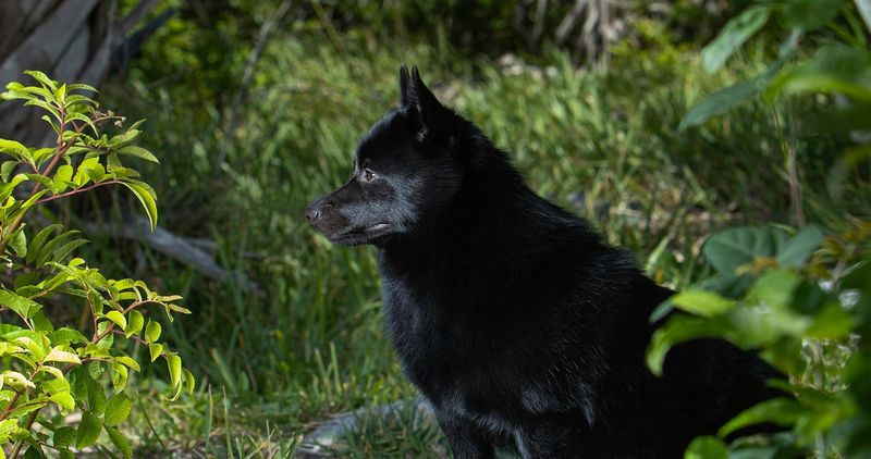 Schipperke