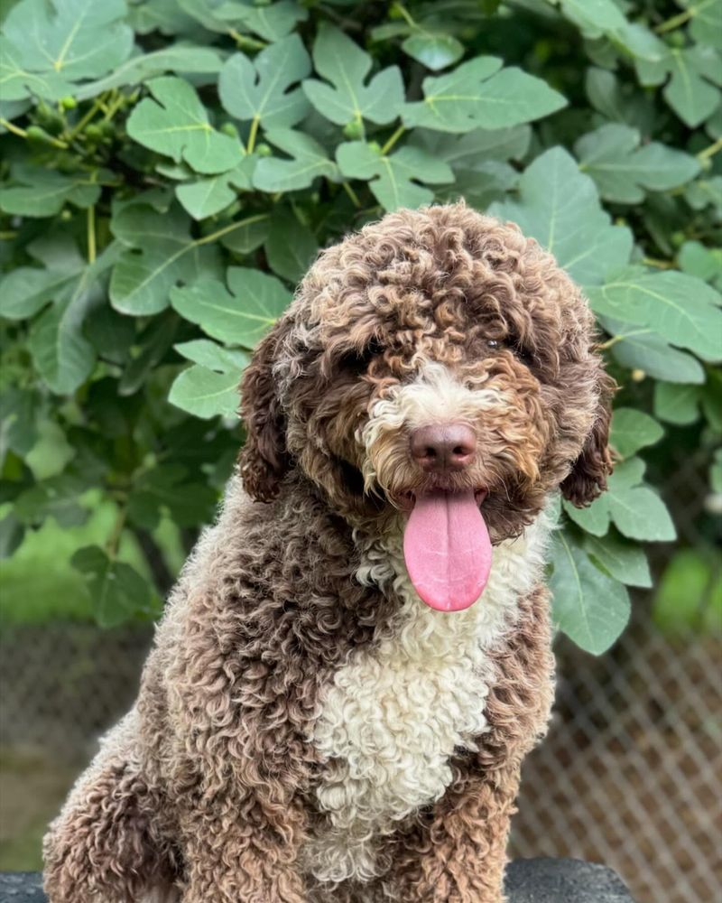 Spanish Water Dog