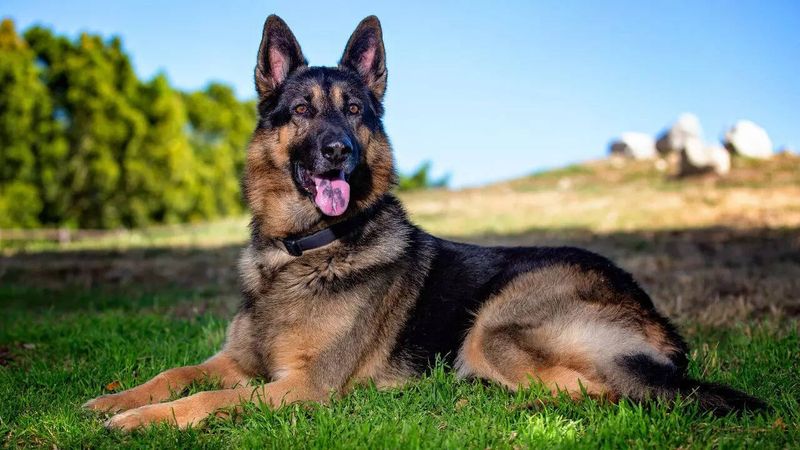 Shadow, the Loyal German Shepherd
