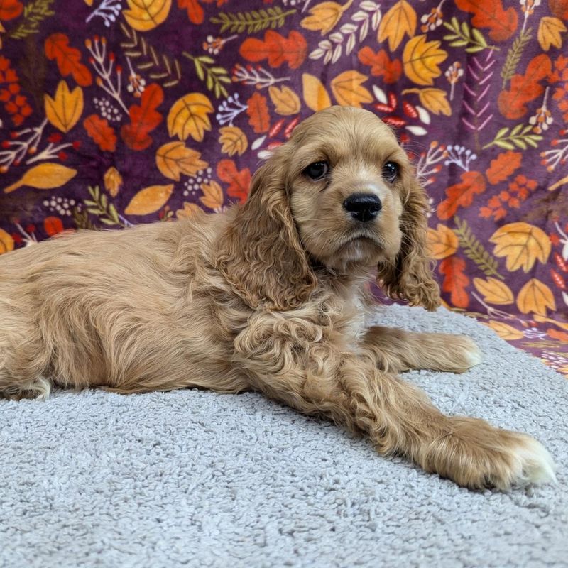 Cocker Spaniel