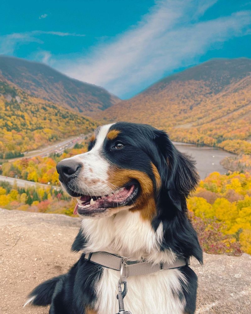 Bernese Mountain Dog