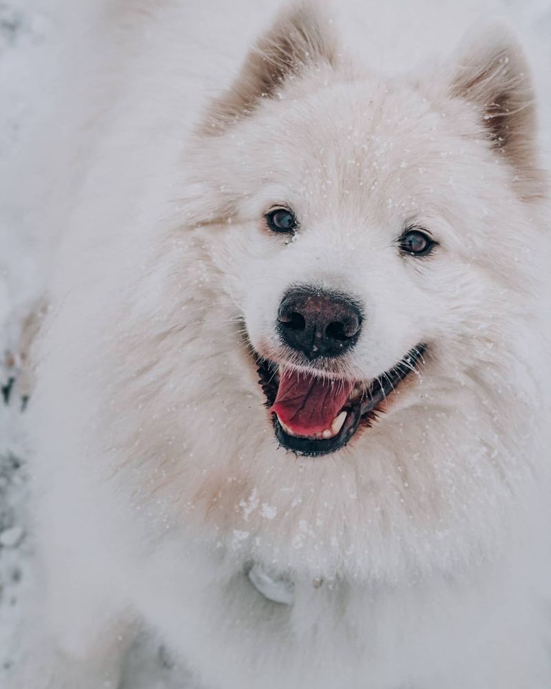Samoyed