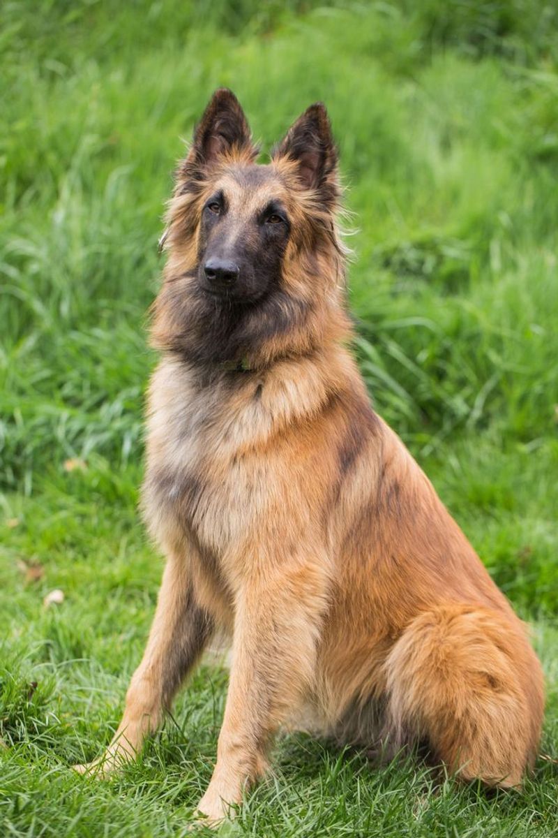 Tervuren Shepherd