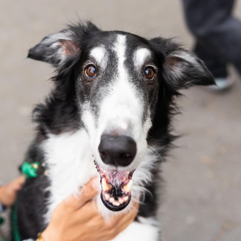 Borzoi