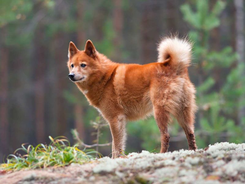 Finnish Spitz