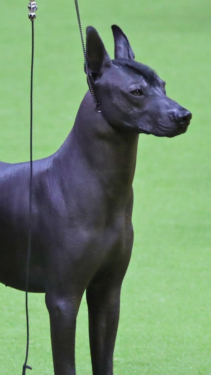 Xoloitzcuintli