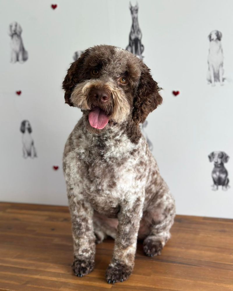 Lagotto Romagnolo