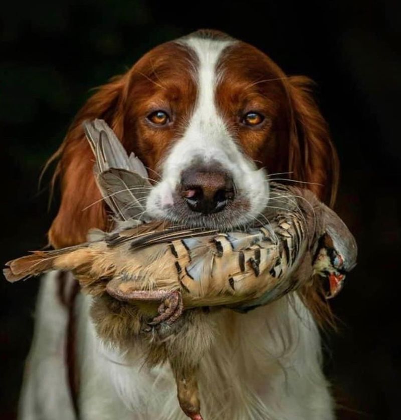 Irish Red and White Setter