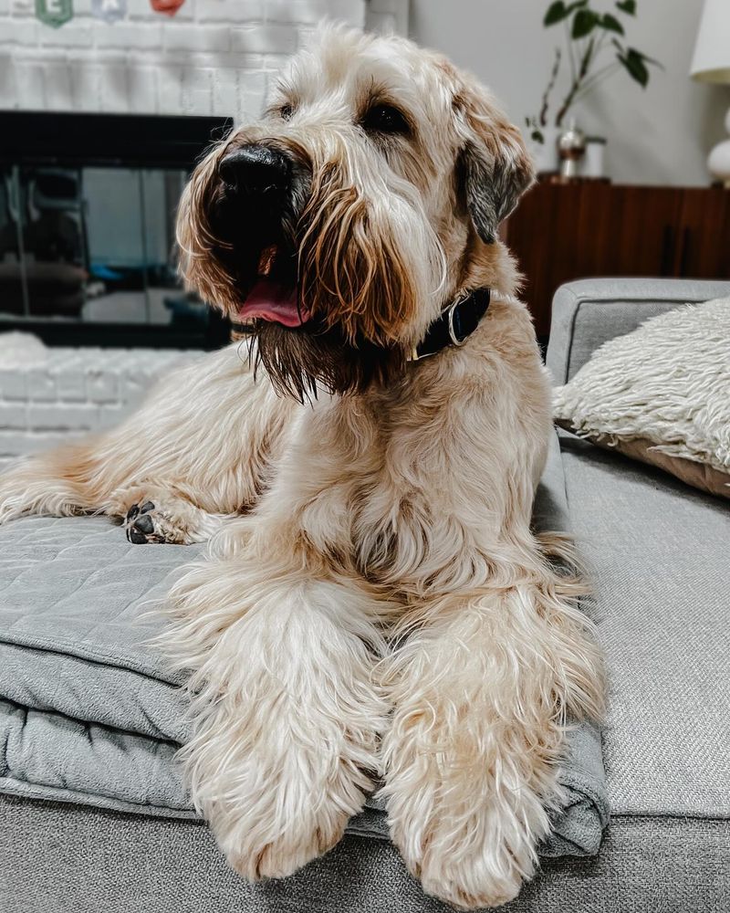 Soft Coated Wheaten Terrier