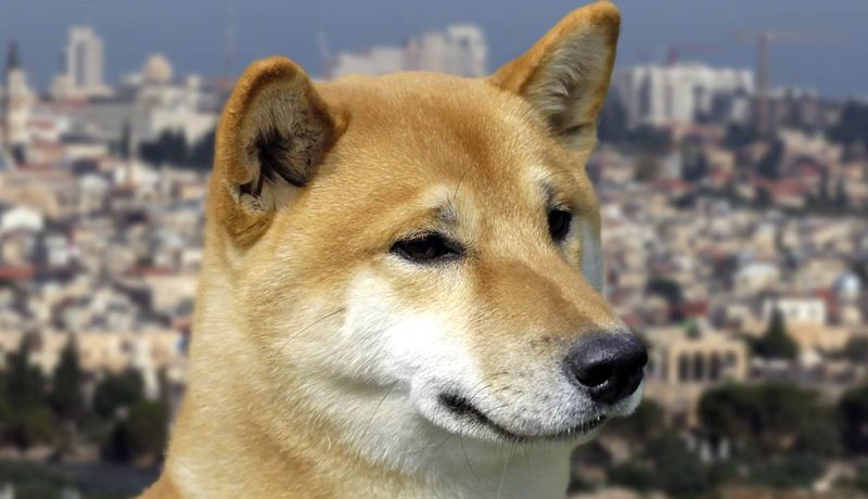 Canaan Dog