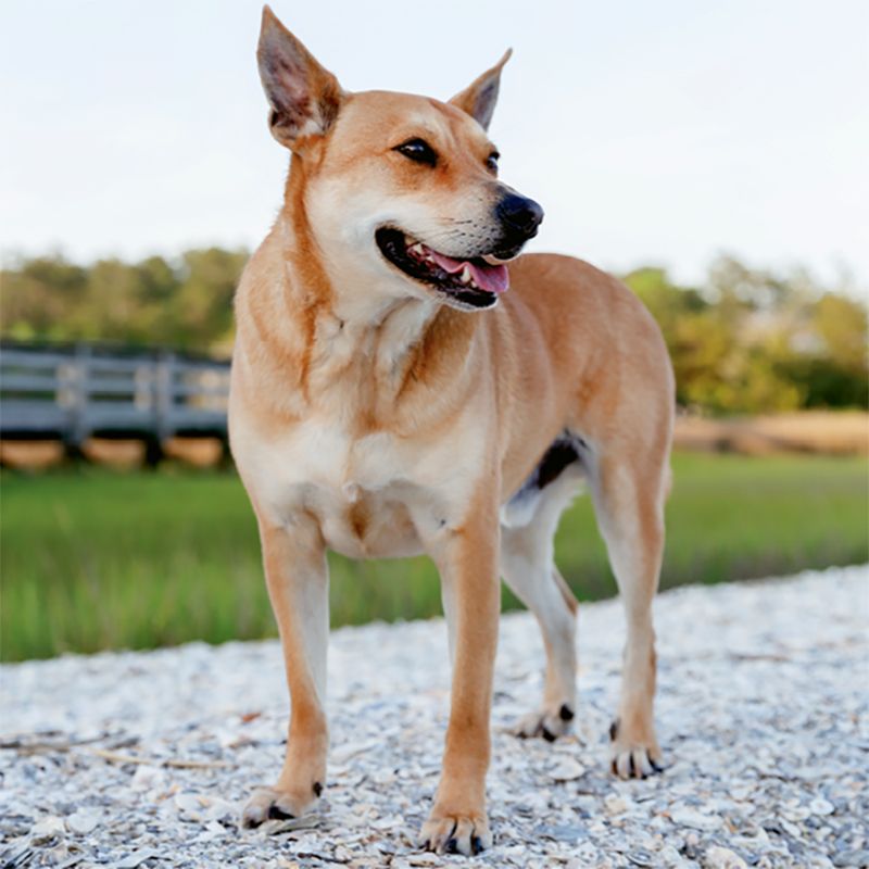 Carolina Dog