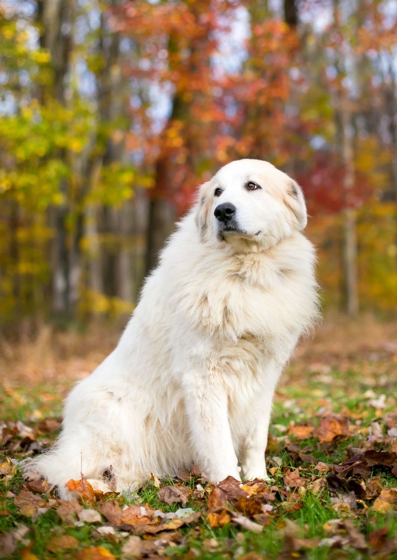 Great Pyrenees