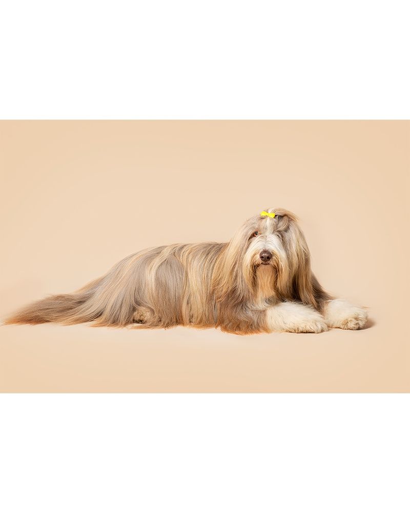 Bearded Collie