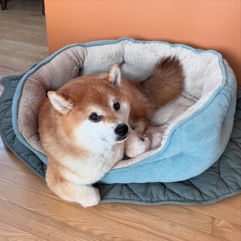 Shiba Inu