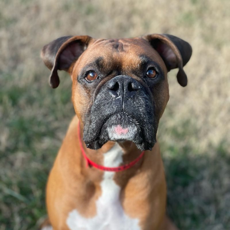 Boxer
