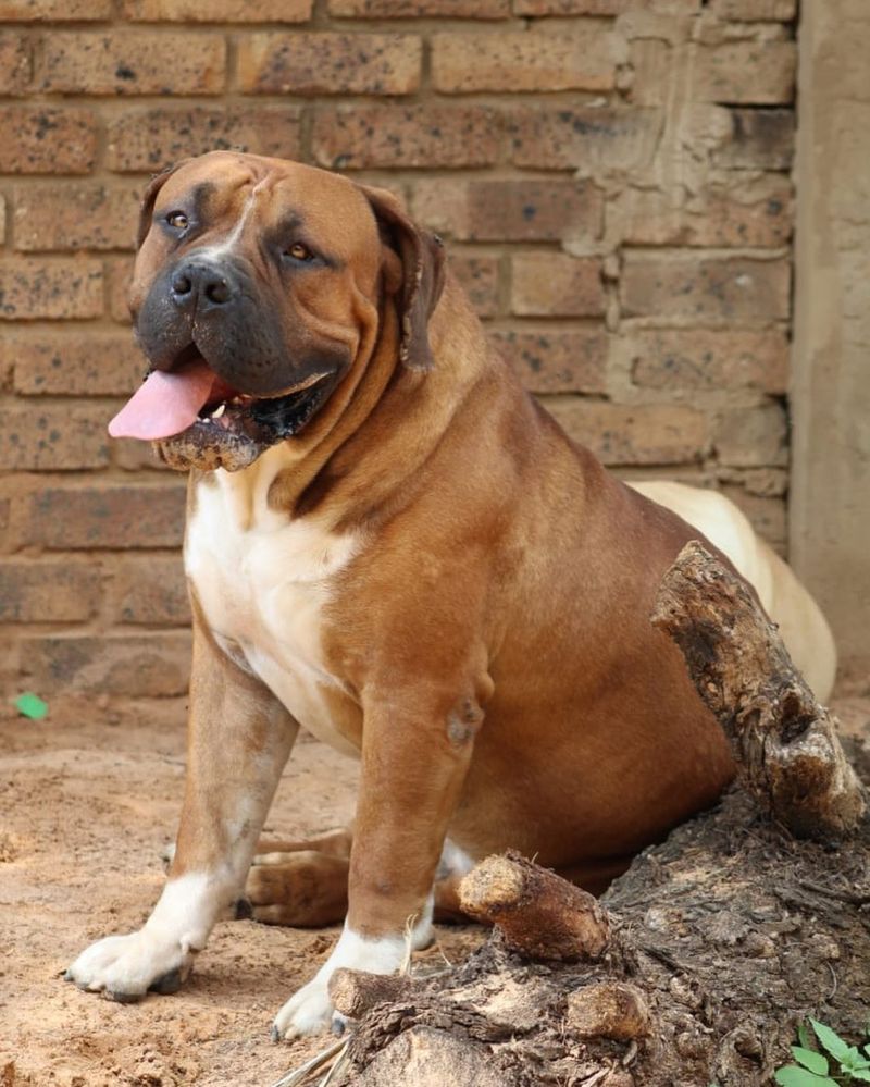 Boerboel