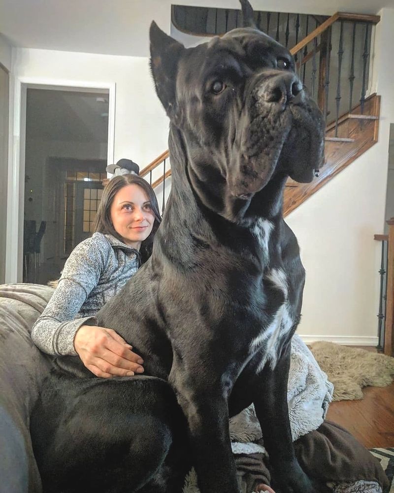 Cane Corso