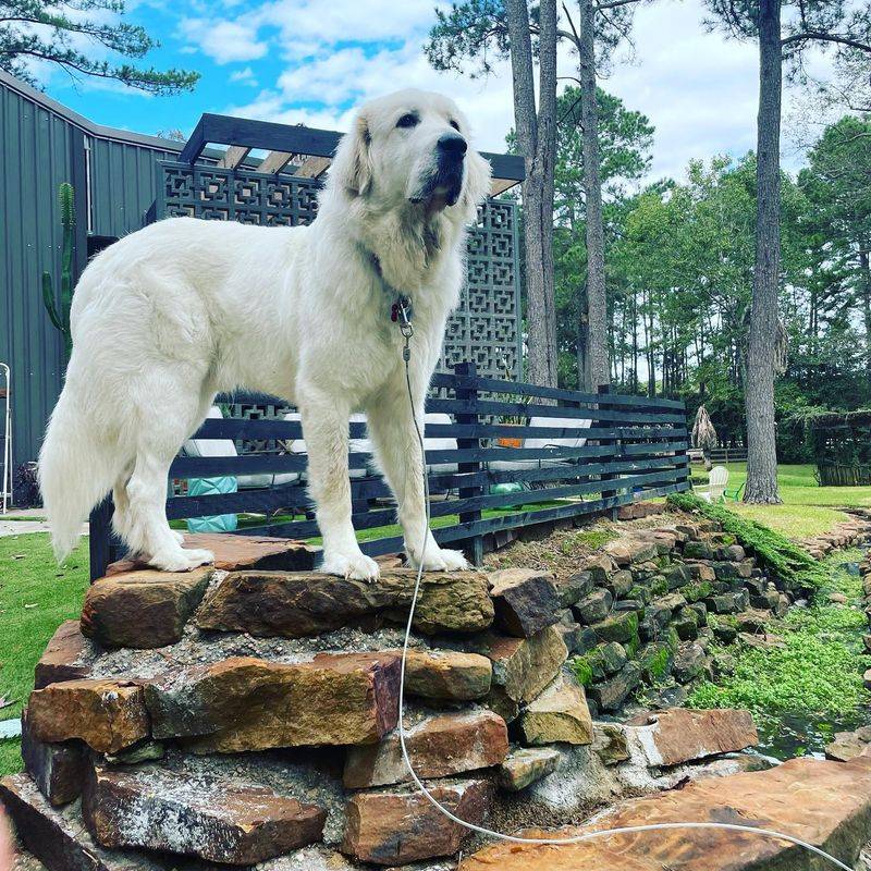 Pyrenean Mountain Dog