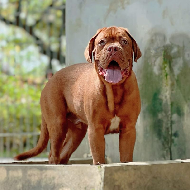 Dogue de Bordeaux