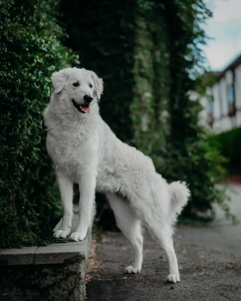 Kuvasz