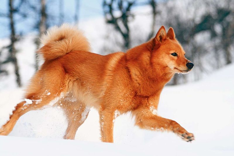 Finnish Spitz