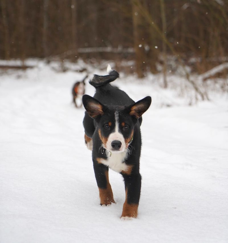 Appenzeller Sennenhund