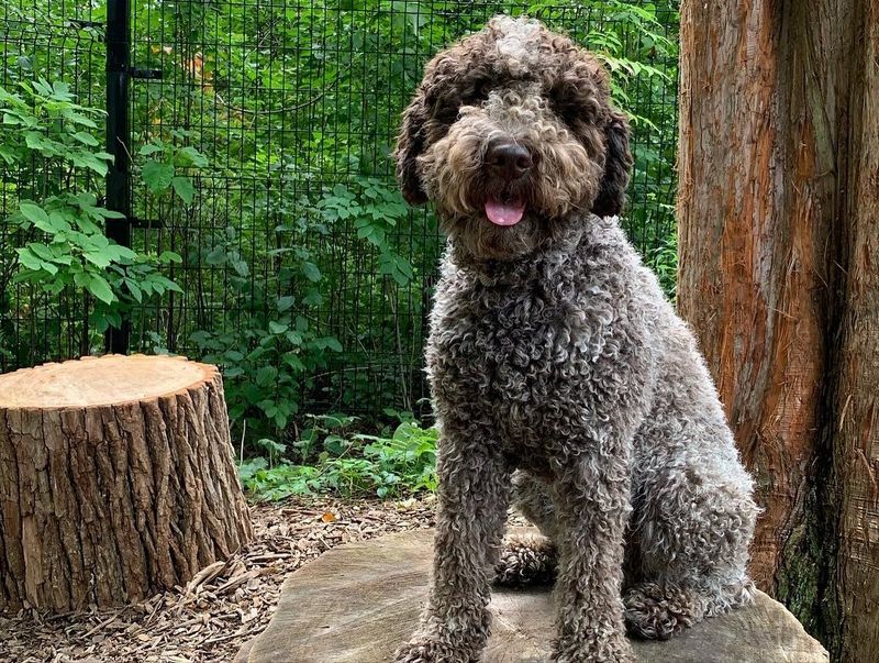 Lagotto Romagnolo