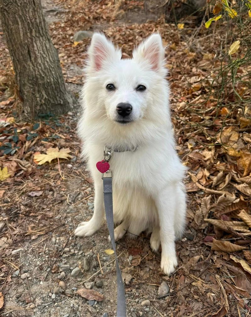 American Eskimo Dog