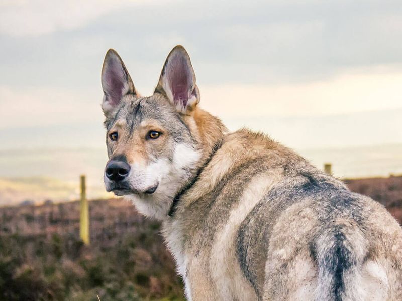 Saarloos Wolfdog