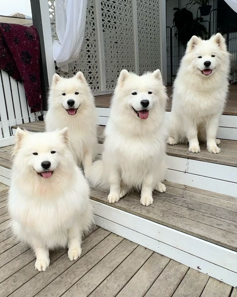 Samoyed