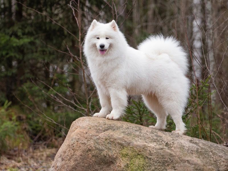 Samoyed