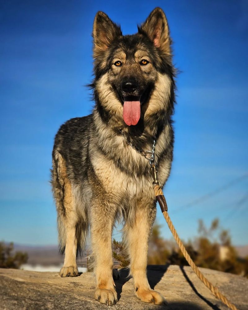 American Alsatian