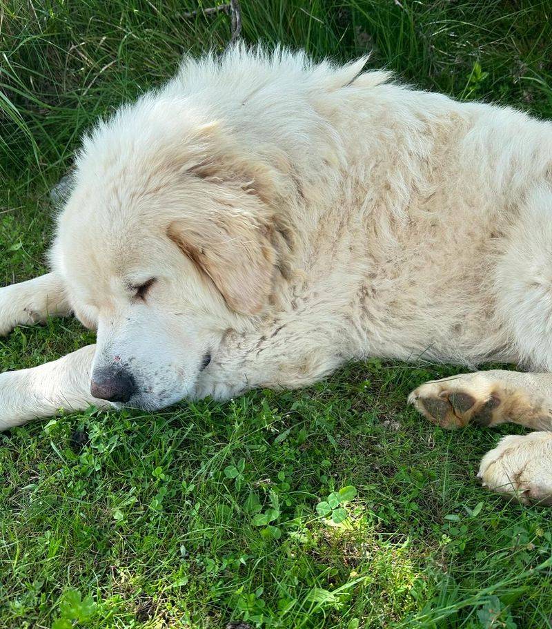 Pyrenean Mountain Dog