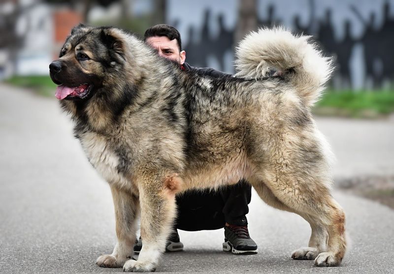 Caucasian Shepherd Dog