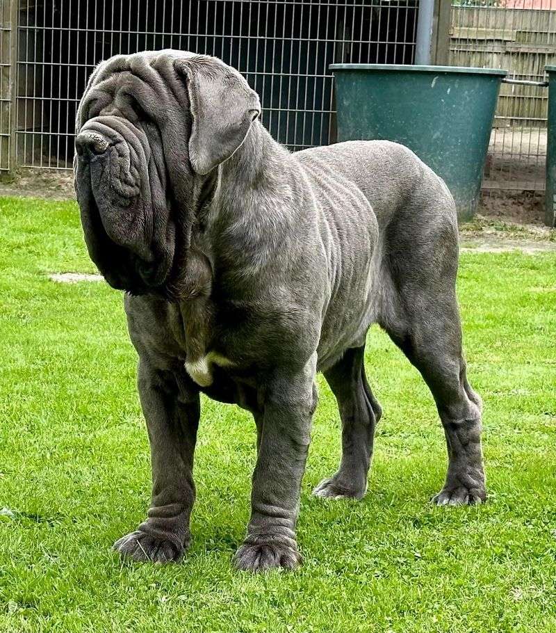 Neapolitan Mastiff