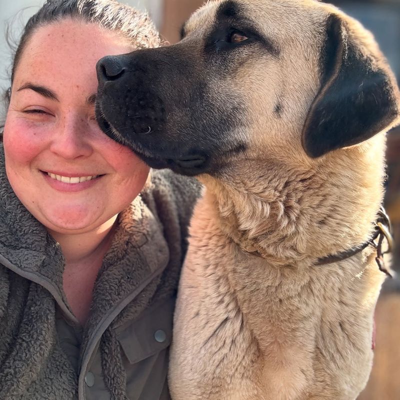 Anatolian Shepherd