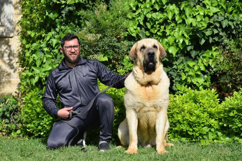 Spanish Mastiff