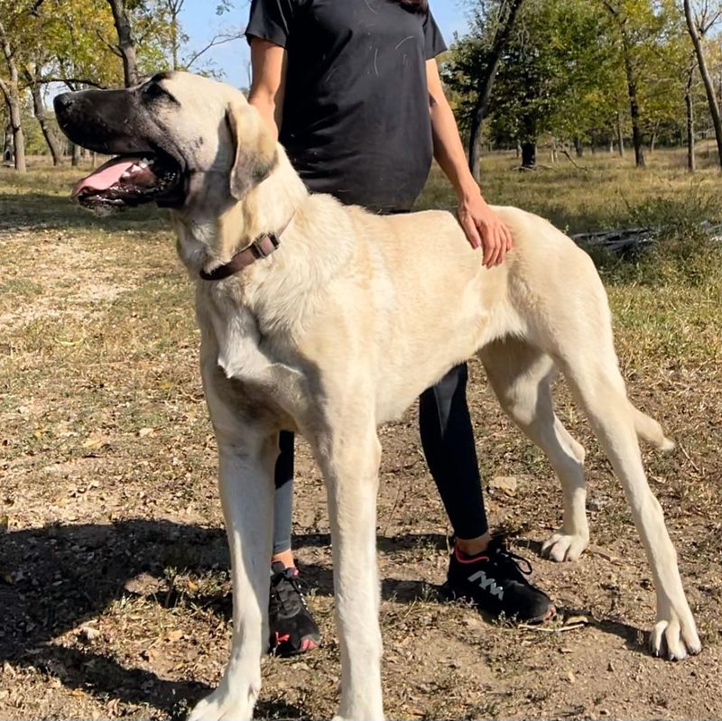 Anatolian Shepherd