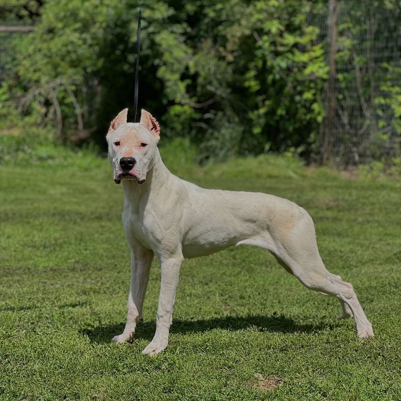 Dogo Argentino