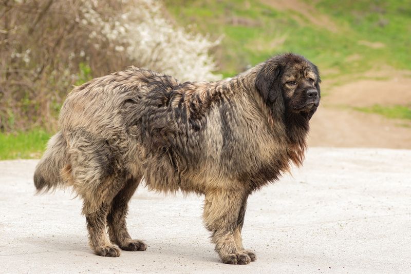 Caucasian Shepherd Dog