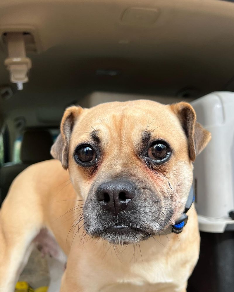 Puggle
