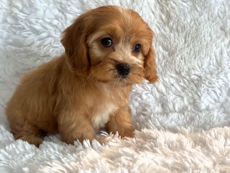 Cockapoo