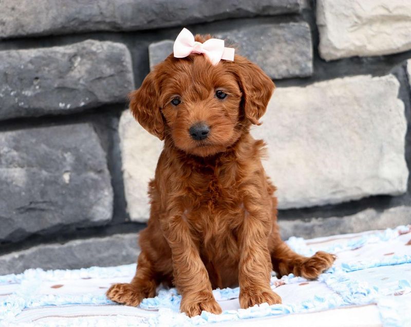 Goldendoodle