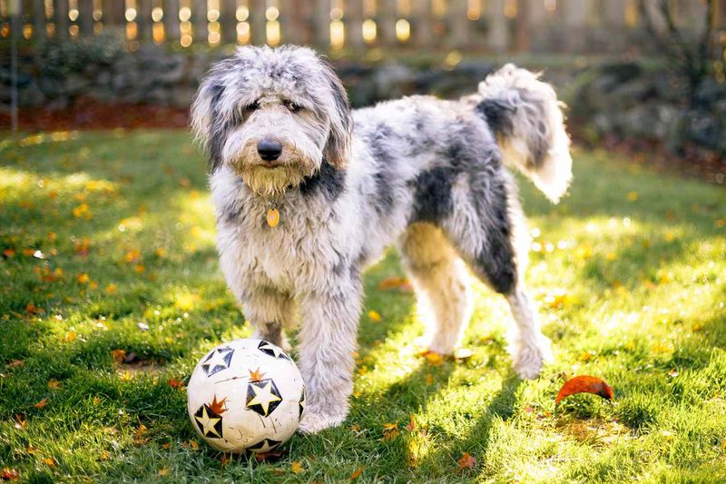 Aussiedoodle