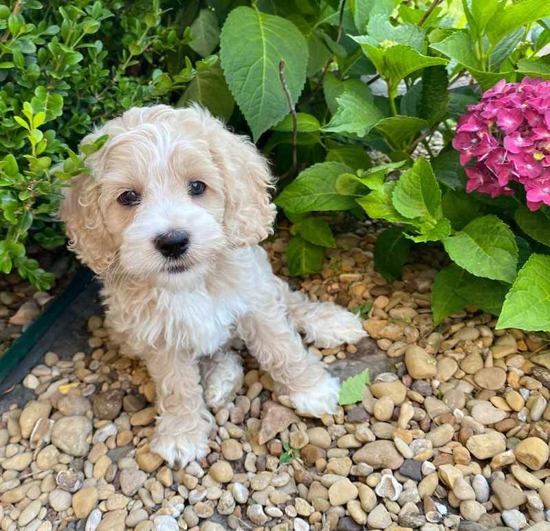 Cockapoo