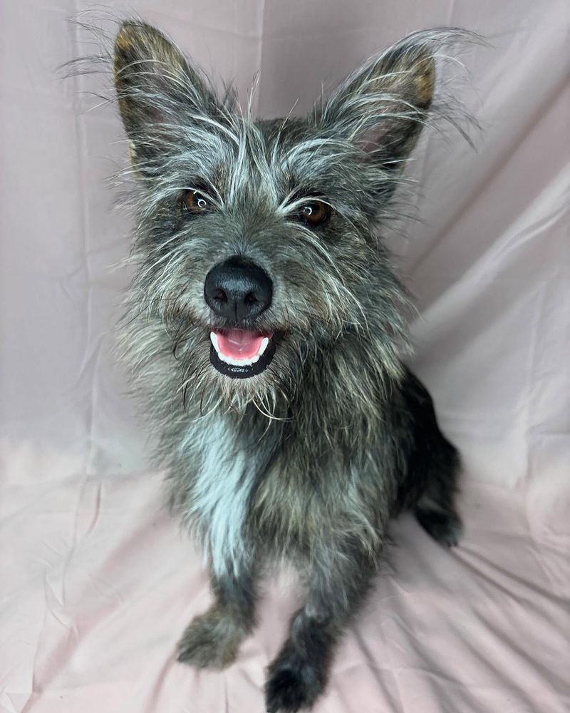 Cairn Terrier
