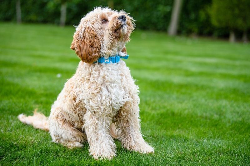 Cockapoo